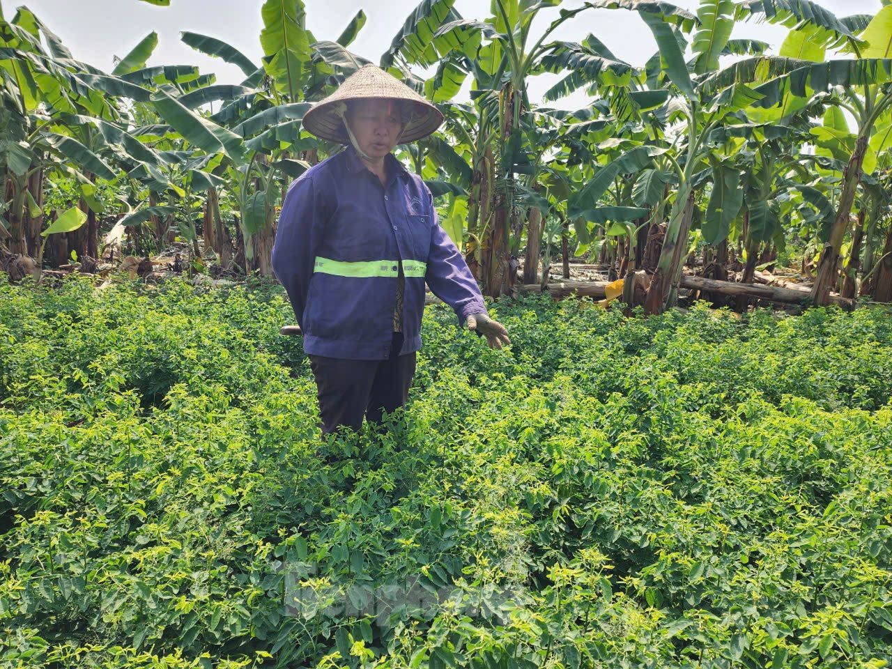 Màu xanh trở lại trên vùng bãi sông Hồng gần 2 tháng sau bão - Ảnh 5.