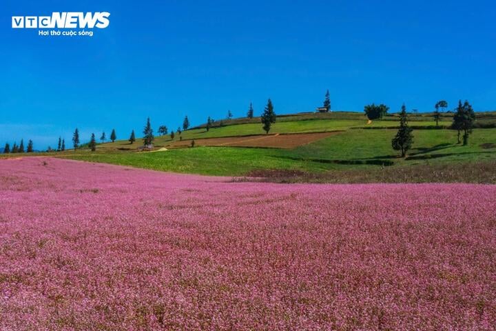 Thảo nguyên ở Hà Giang đẹp như 'Thụy Sĩ thu nhỏ' giữa mùa hoa tam giác mạch - Ảnh 1.