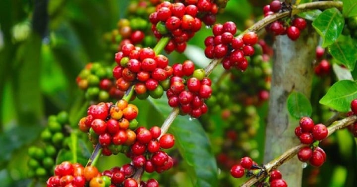 Giá cà phê hôm nay 20/11: Trong nước tiếp đà tăng, thế giới giảm - Ảnh 1. Giá cà phê hôm nay 20/11: Trong nước tiếp đà tăng, thế giới giảm - Ảnh 1.
