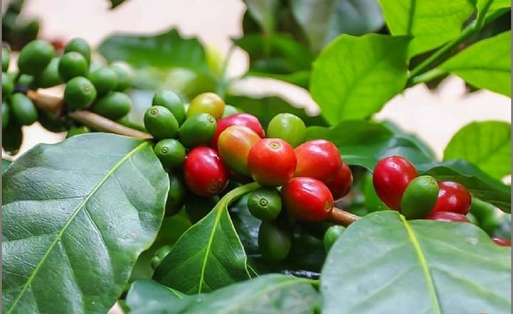 Gi&aacute; c&agrave; ph&ecirc; h&ocirc;m nay 21/11: Trong nước quay đầu giảm, thế giới tăng mạnh - Ảnh 1.