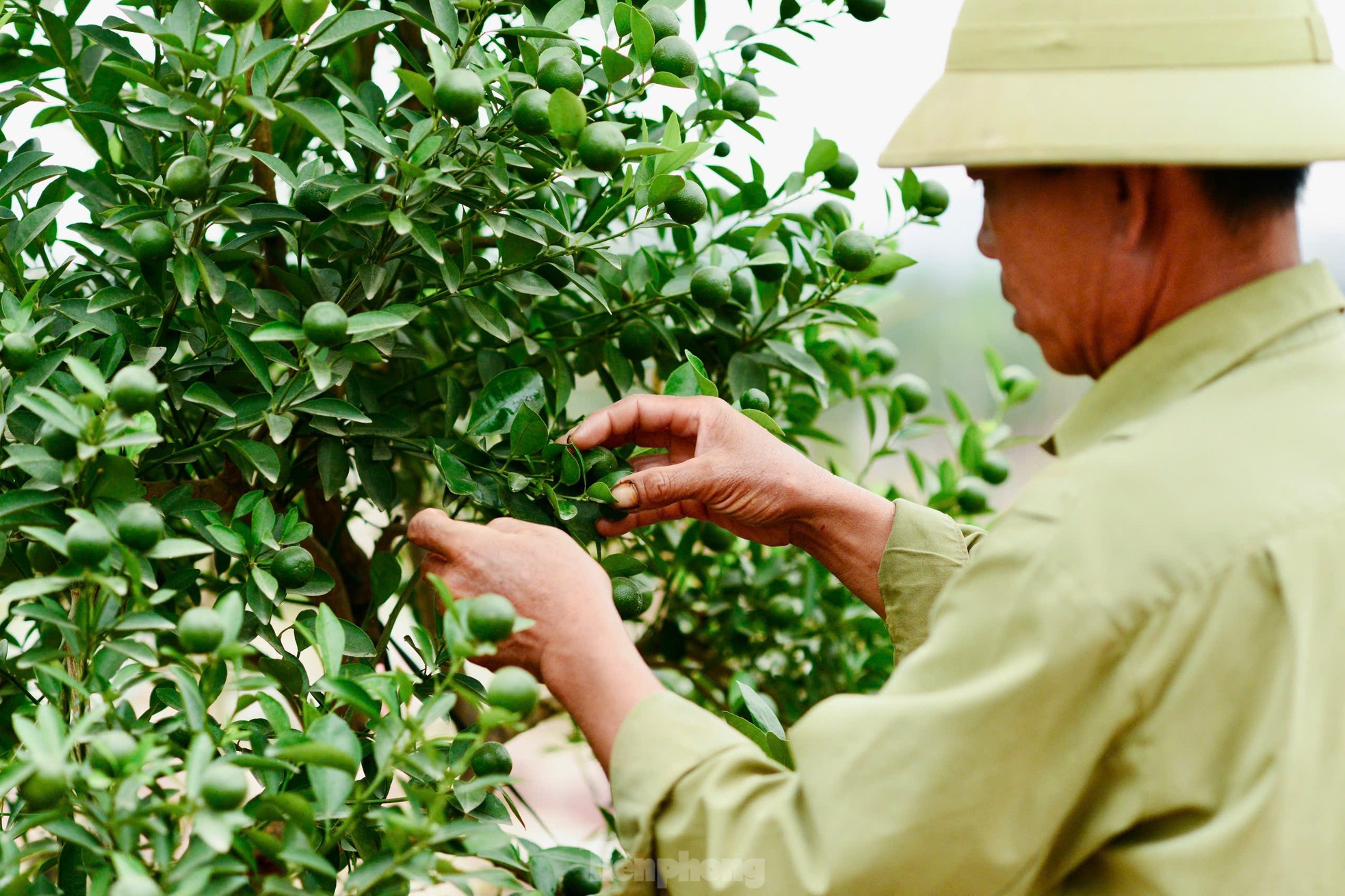 Quất mộc căn ‘thoát lũ’ lên chậu sẵn sàng phục vụ khách dịp Tết Nguyên đán - Ảnh 9.