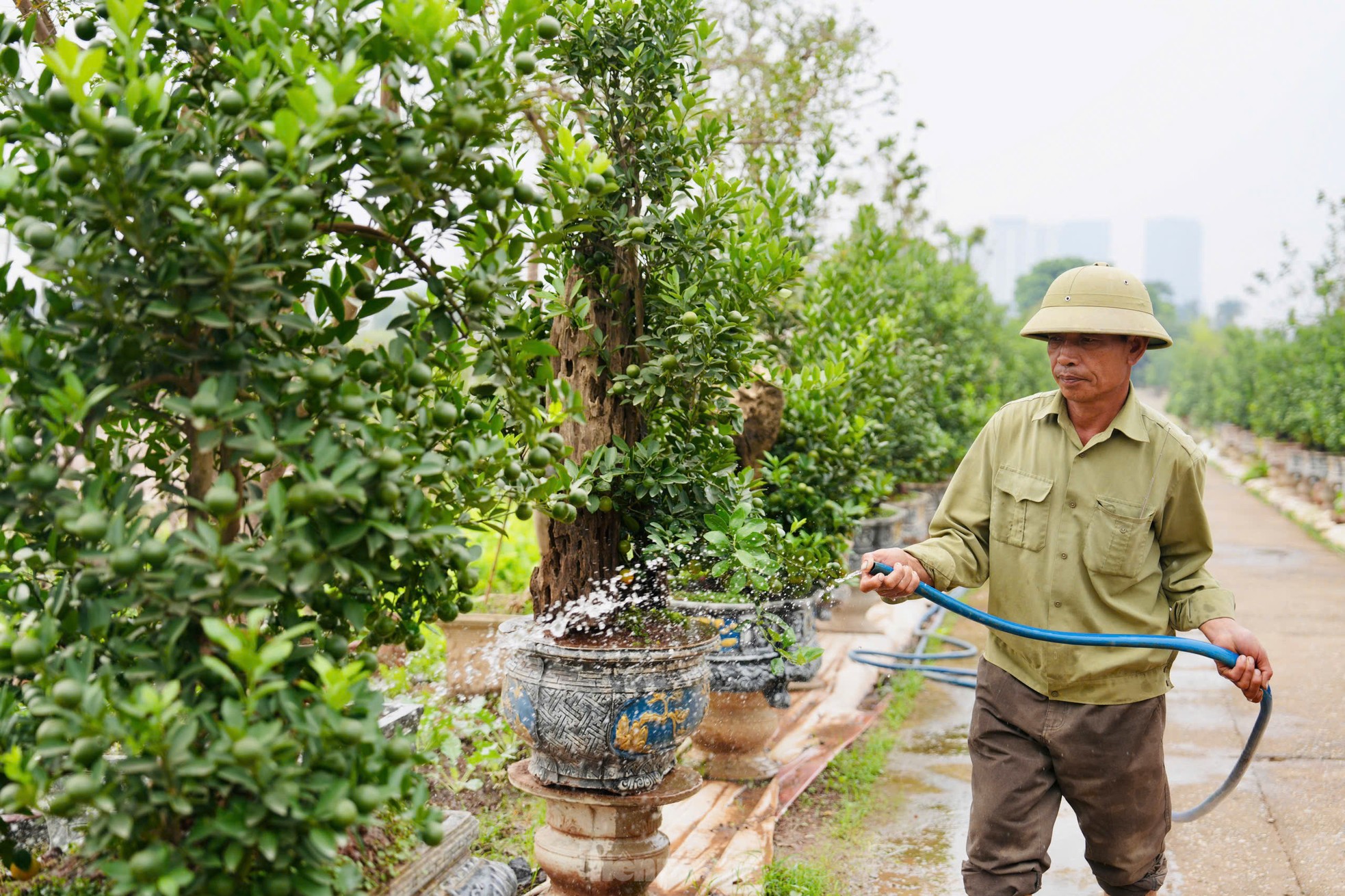 Quất mộc căn ‘thoát lũ’ lên chậu sẵn sàng phục vụ khách dịp Tết Nguyên đán - Ảnh 6.