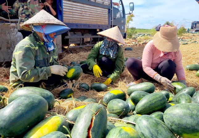 Xót cảnh dưa hấu cho bò ăn, vứt bỏ la liệt - Ảnh 6.