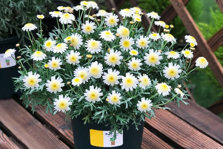 Cách trồng cúc họa mi từ hạt, sau 12 tuần hoa nở sum suê - Ảnh 4.