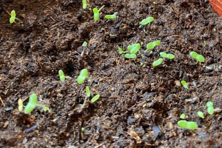 Cách trồng cúc họa mi từ hạt, sau 12 tuần hoa nở sum suê - Ảnh 3.