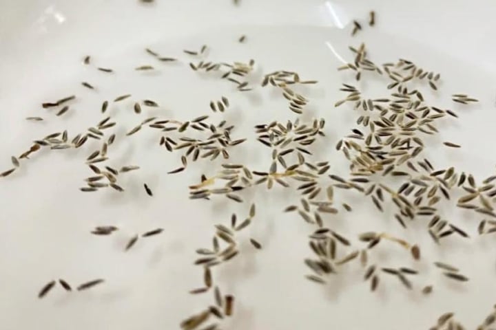 Cách trồng cúc họa mi từ hạt, sau 12 tuần hoa nở sum suê - Ảnh 2.