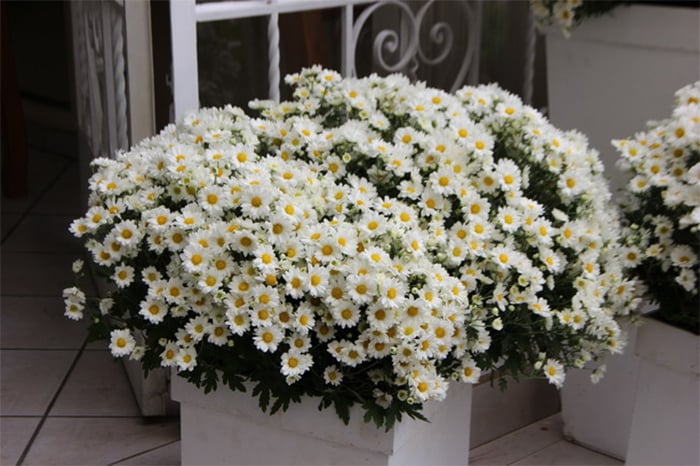 Cách trồng cúc họa mi từ hạt, sau 12 tuần hoa nở sum suê - Ảnh 1.