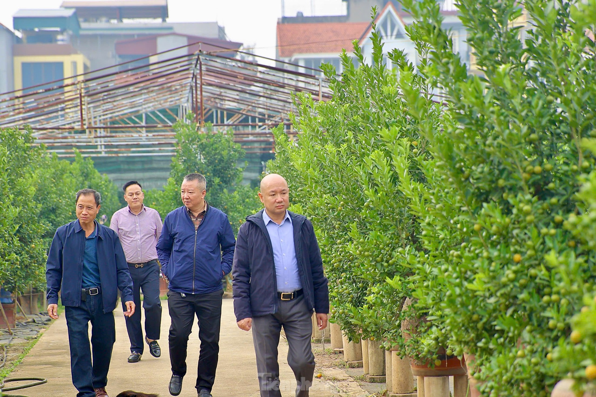 Quất chuyển sắc vàng, nhà vườn Tứ Liên tất bật cho vụ Tết - Ảnh 17. Quất chuyển sắc vàng, nhà vườn Tứ Liên tất bật cho vụ Tết - Ảnh 17.