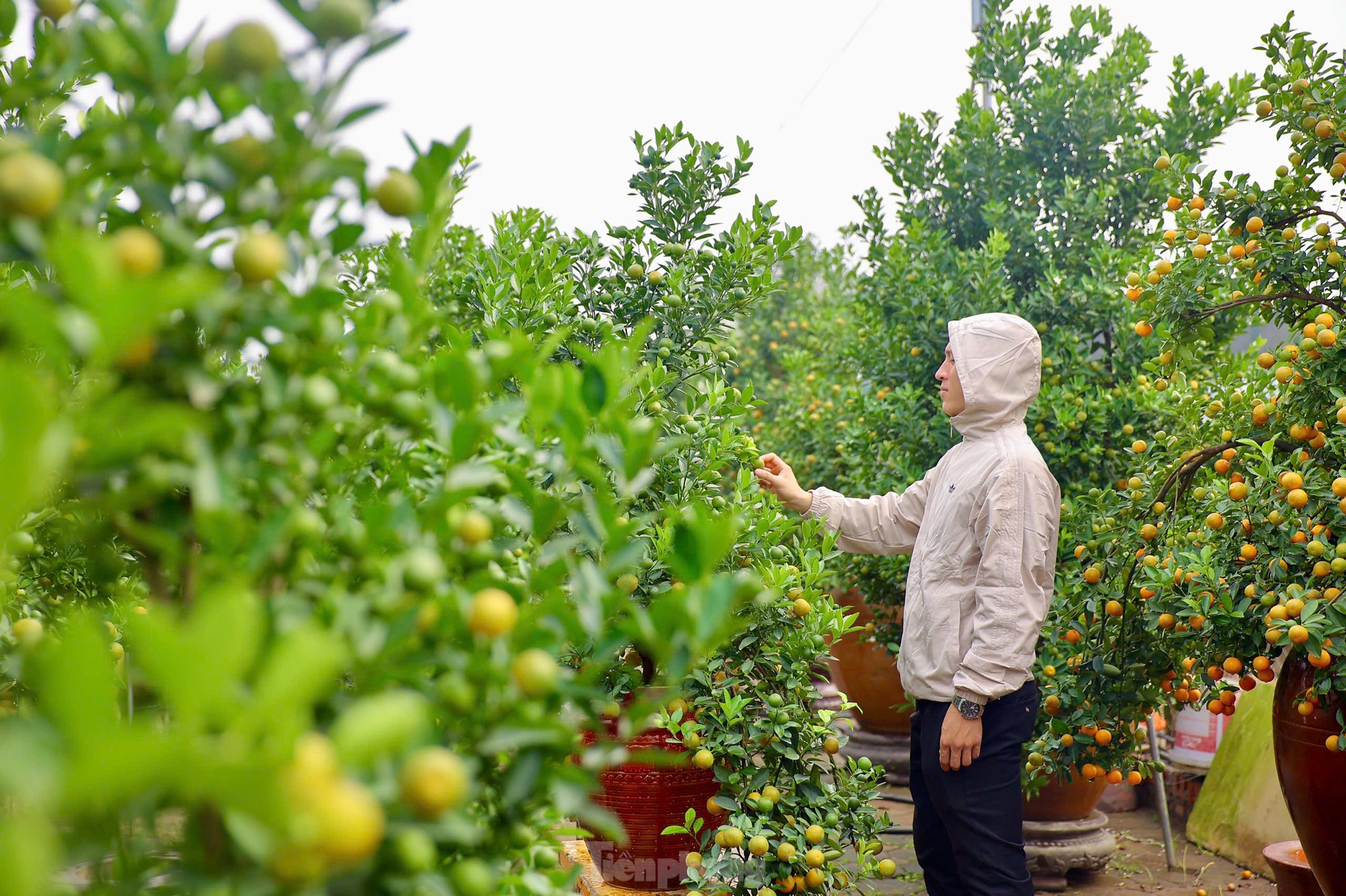 Quất chuyển sắc vàng, nhà vườn Tứ Liên tất bật cho vụ Tết - Ảnh 18. Quất chuyển sắc vàng, nhà vườn Tứ Liên tất bật cho vụ Tết - Ảnh 18.