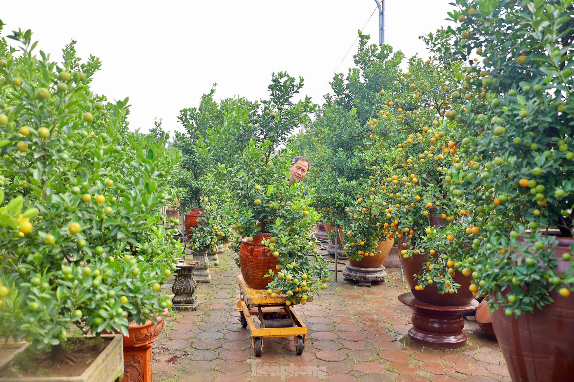 Quất chuyển sắc vàng, nhà vườn Tứ Liên tất bật cho vụ Tết - Ảnh 14. Quất chuyển sắc vàng, nhà vườn Tứ Liên tất bật cho vụ Tết - Ảnh 14.