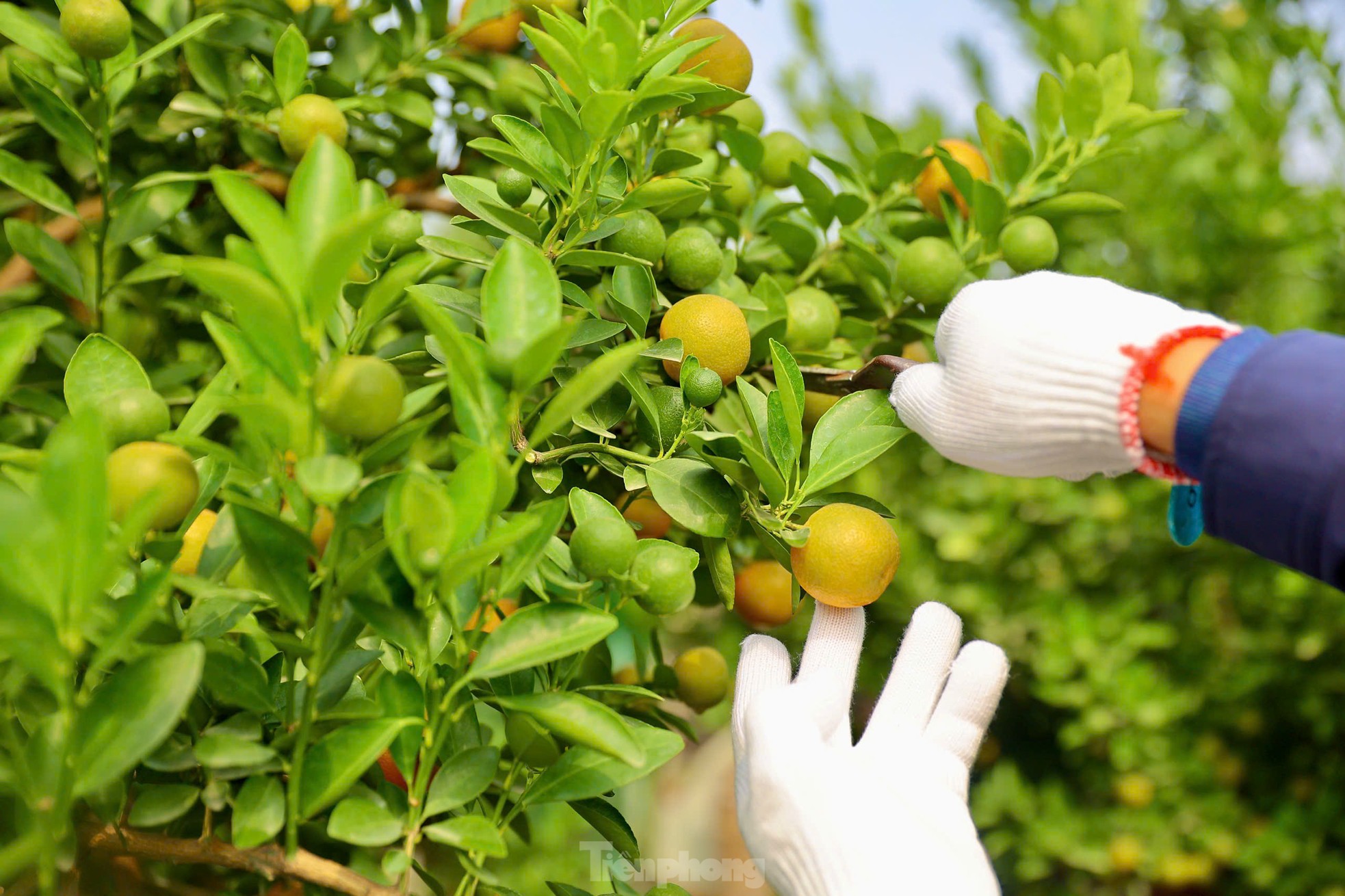 Quất chuyển sắc vàng, nhà vườn Tứ Liên tất bật cho vụ Tết - Ảnh 9. Quất chuyển sắc vàng, nhà vườn Tứ Liên tất bật cho vụ Tết - Ảnh 9.