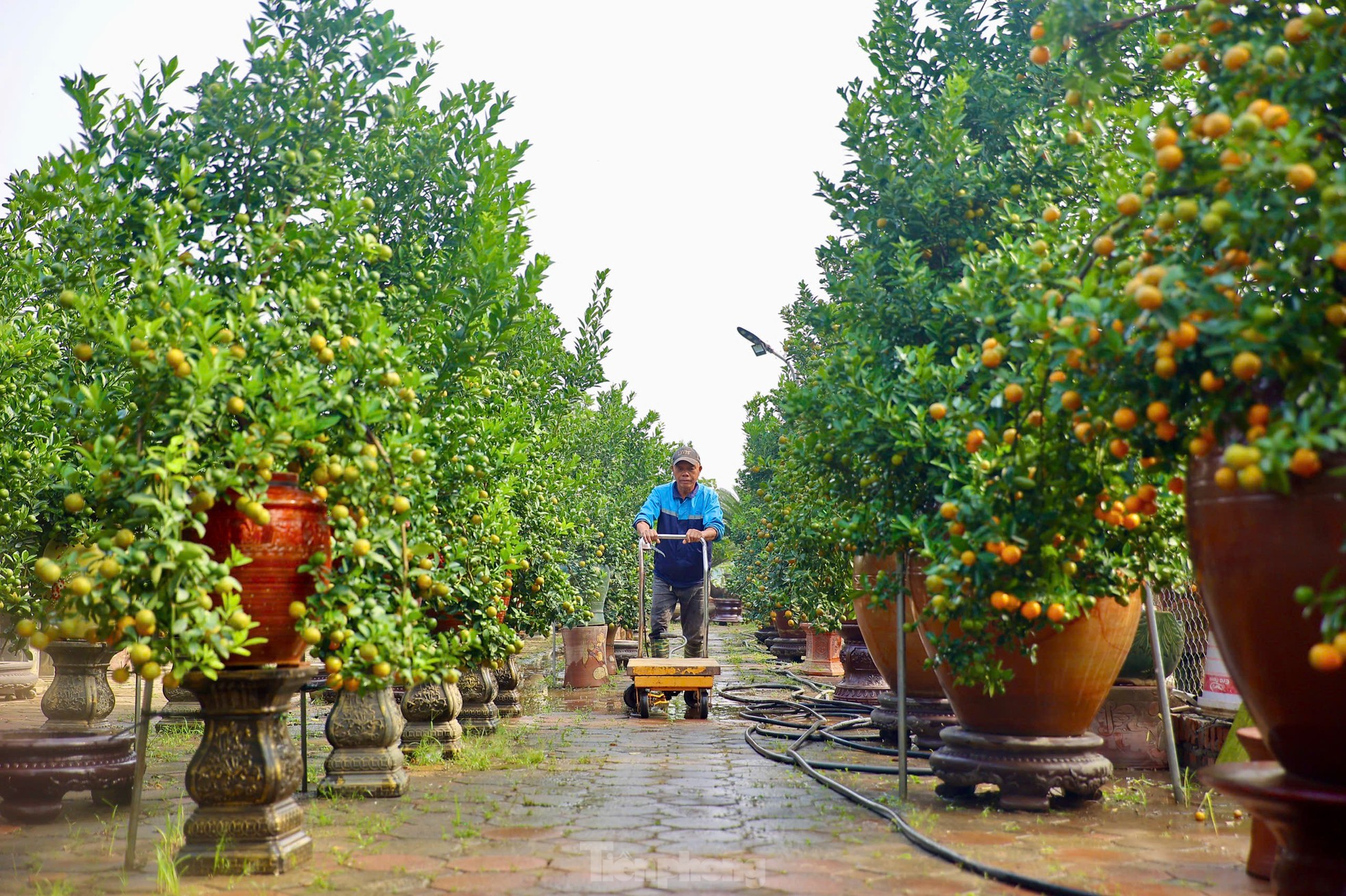 Quất chuyển sắc vàng, nhà vườn Tứ Liên tất bật cho vụ Tết - Ảnh 3. Quất chuyển sắc vàng, nhà vườn Tứ Liên tất bật cho vụ Tết - Ảnh 3.