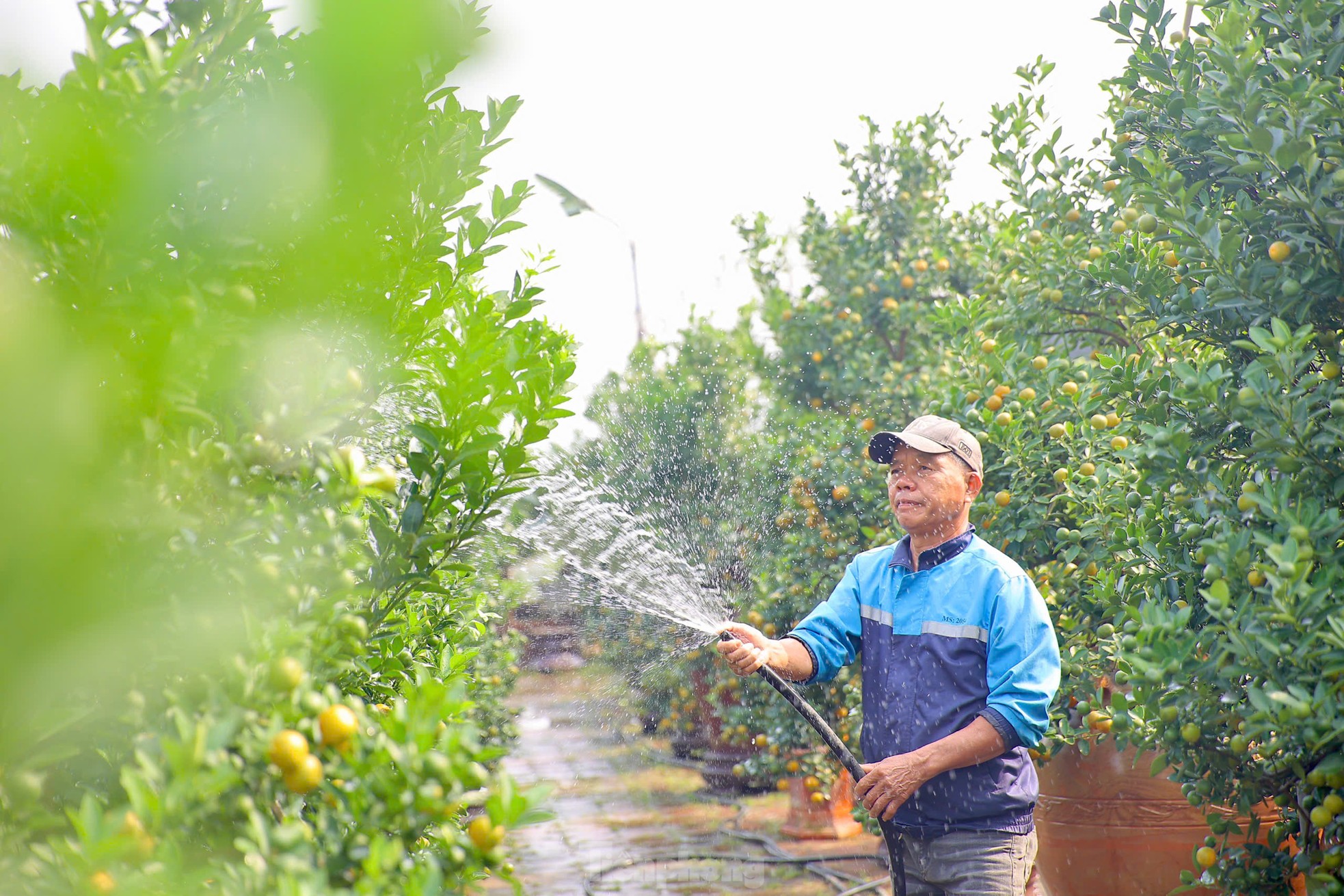 Quất chuyển sắc vàng, nhà vườn Tứ Liên tất bật cho vụ Tết - Ảnh 7. Quất chuyển sắc vàng, nhà vườn Tứ Liên tất bật cho vụ Tết - Ảnh 7.