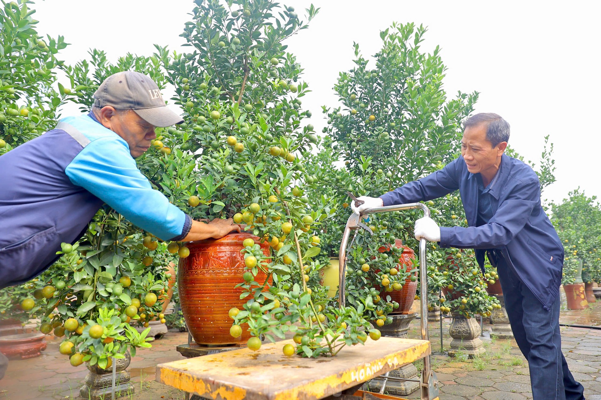 Quất chuyển sắc vàng, nhà vườn Tứ Liên tất bật cho vụ Tết - Ảnh 8. Quất chuyển sắc vàng, nhà vườn Tứ Liên tất bật cho vụ Tết - Ảnh 8.