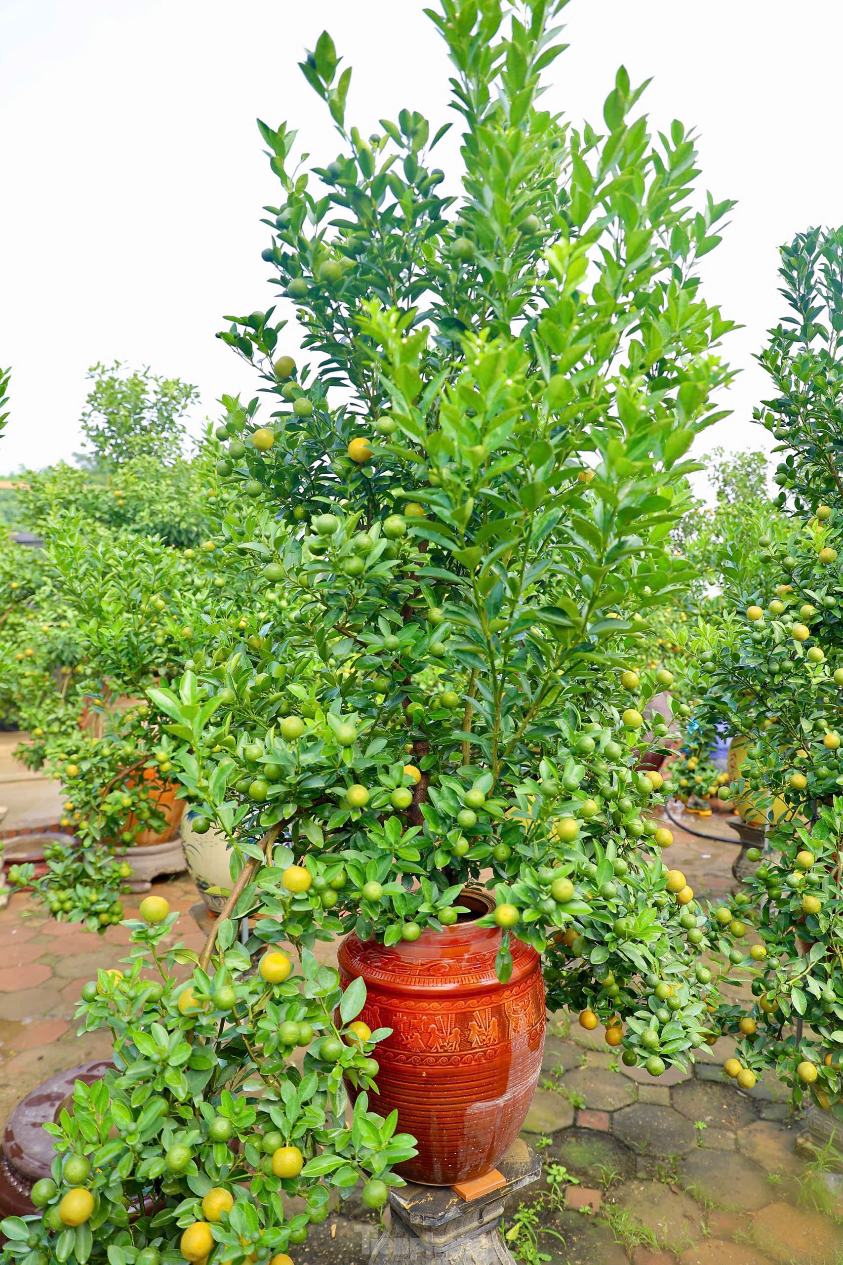 Quất chuyển sắc vàng, nhà vườn Tứ Liên tất bật cho vụ Tết - Ảnh 12. Quất chuyển sắc vàng, nhà vườn Tứ Liên tất bật cho vụ Tết - Ảnh 12.