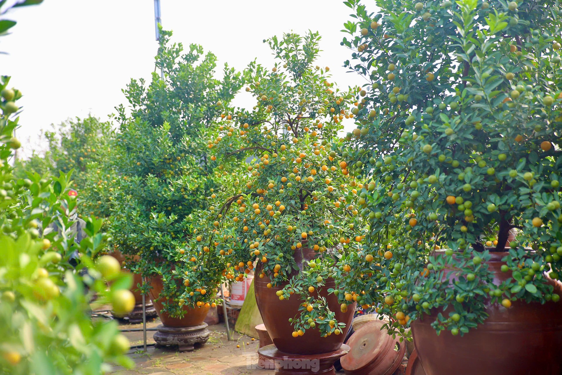 Quất chuyển sắc vàng, nhà vườn Tứ Liên tất bật cho vụ Tết - Ảnh 11. Quất chuyển sắc vàng, nhà vườn Tứ Liên tất bật cho vụ Tết - Ảnh 11.