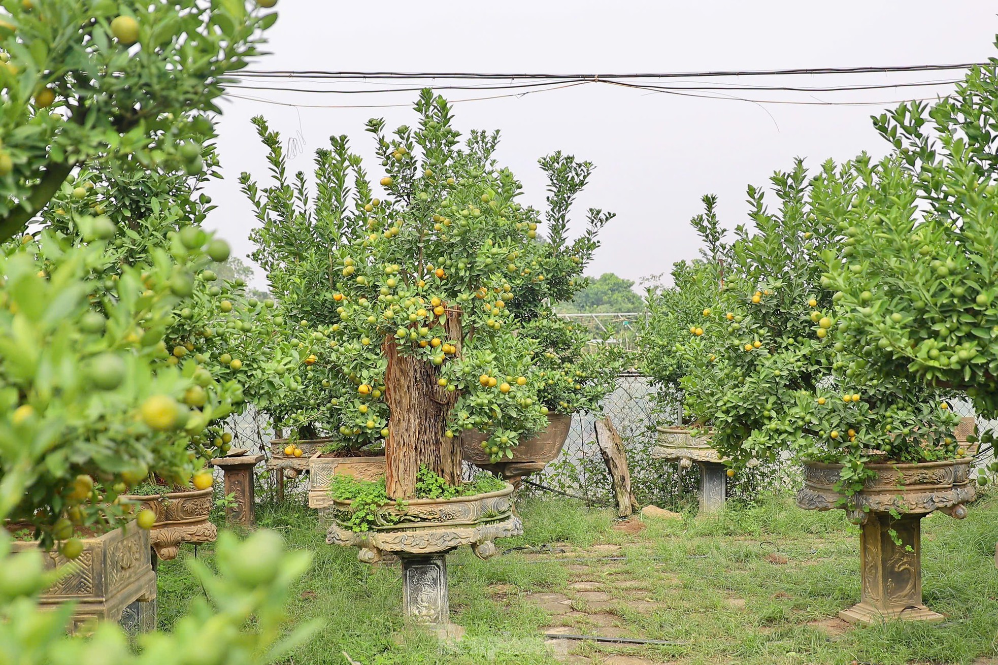 Quất chuyển sắc vàng, nhà vườn Tứ Liên tất bật cho vụ Tết - Ảnh 16. Quất chuyển sắc vàng, nhà vườn Tứ Liên tất bật cho vụ Tết - Ảnh 16.
