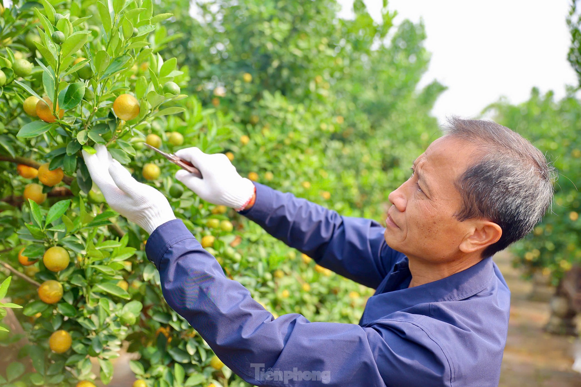 Quất chuyển sắc vàng, nhà vườn Tứ Liên tất bật cho vụ Tết - Ảnh 10. Quất chuyển sắc vàng, nhà vườn Tứ Liên tất bật cho vụ Tết - Ảnh 10.