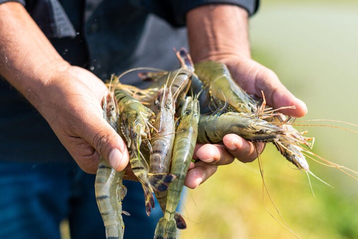 Vì sao tôm sống màu xanh xám nhưng khi nấu chín có màu đỏ? - Ảnh 2.