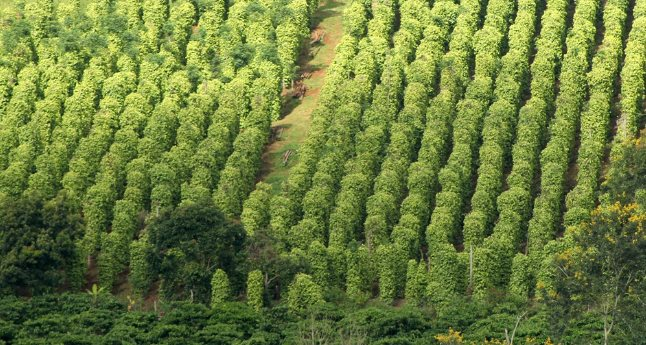 Một loại nông sản thế giới đang lên cơn khát nhưng Việt Nam sở hữu hơn 100.000 ha: Mỹ, Đức liên tục chốt đơn, nước ta là ông trùm xuất khẩu toàn cầu - Ảnh 1.