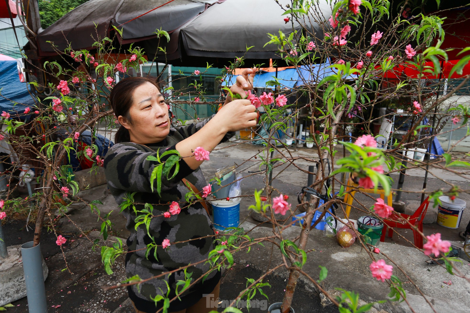 Đào, quất xuống phố mang không khí Tết đến sớm với người dân Thủ đô - Ảnh 2.