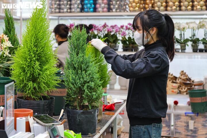 Khách tiết kiệm chi tiêu, tùng, thông tươi mini 'lên ngôi' mùa Noel - Ảnh 8.