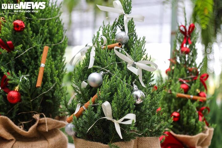 Khách tiết kiệm chi tiêu, tùng, thông tươi mini 'lên ngôi' mùa Noel - Ảnh 11.