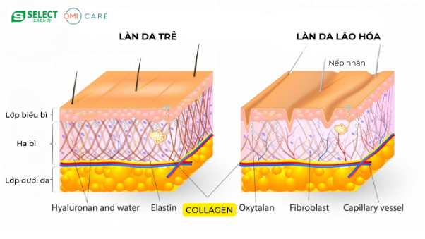 Phụ nữ trên 30 cần bổ sung collagen như thế nào? - Ảnh 1.