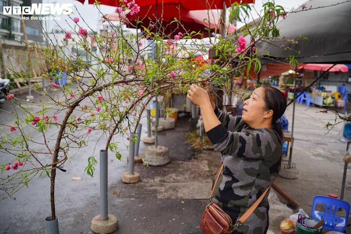 Đào, quất khoe sắc trên phố, người Hà Nội thích thú đón Tết Ất Tỵ sớm - Ảnh 3.