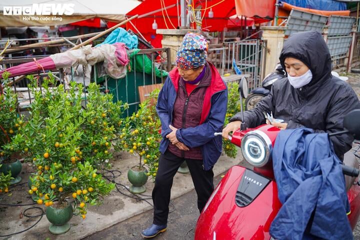 Đào, quất khoe sắc trên phố, người Hà Nội thích thú đón Tết Ất Tỵ sớm - Ảnh 14.