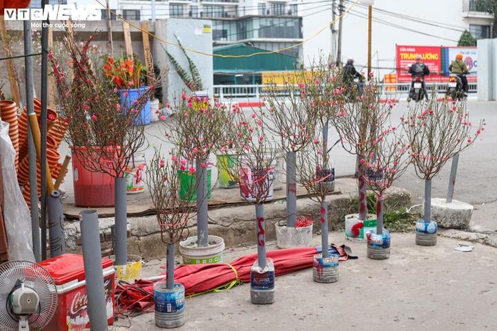 Đào, quất khoe sắc trên phố, người Hà Nội thích thú đón Tết Ất Tỵ sớm - Ảnh 5.