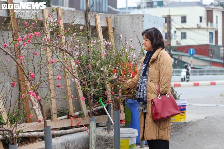 Đào, quất khoe sắc trên phố, người Hà Nội thích thú đón Tết Ất Tỵ sớm - Ảnh 17.