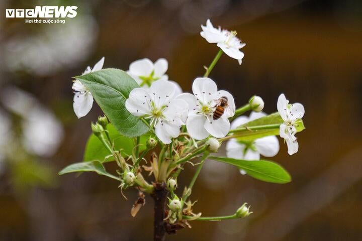 Đào, quất khoe sắc trên phố, người Hà Nội thích thú đón Tết Ất Tỵ sớm - Ảnh 11.