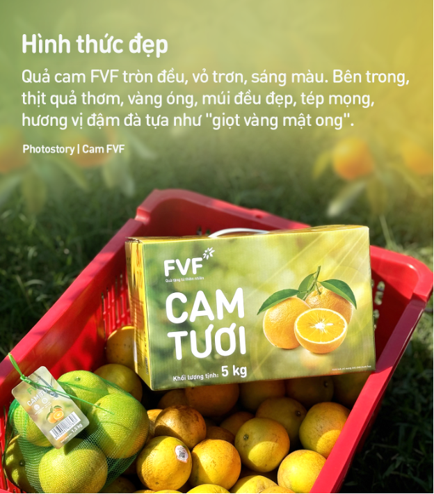 Giải mã bí mật khiến Cam tươi FVF luôn được săn đón - Ảnh 6.