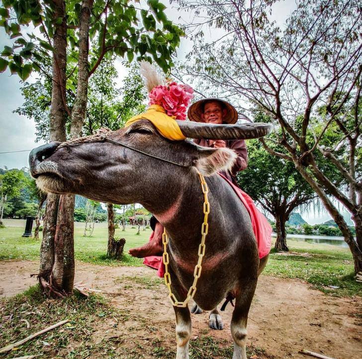 Ông chú chăn trâu ở Ninh Bình vô tư chụp ảnh với cậu bé 4 tuổi, 15 năm sau có người đến tìm, đòi gặp bằng được: Cái kết rớt nước mắt!- Ảnh 3.