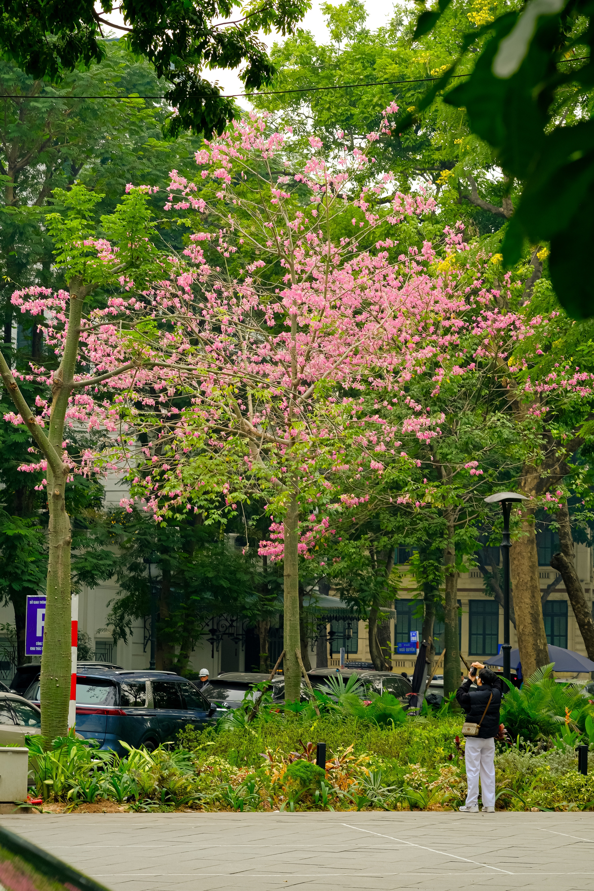 Loài hoa mỹ nhân khoe sắc giữa mùa đông Hà Nội, nhiều người giật mình vì lần đầu nghe tên- Ảnh 19.