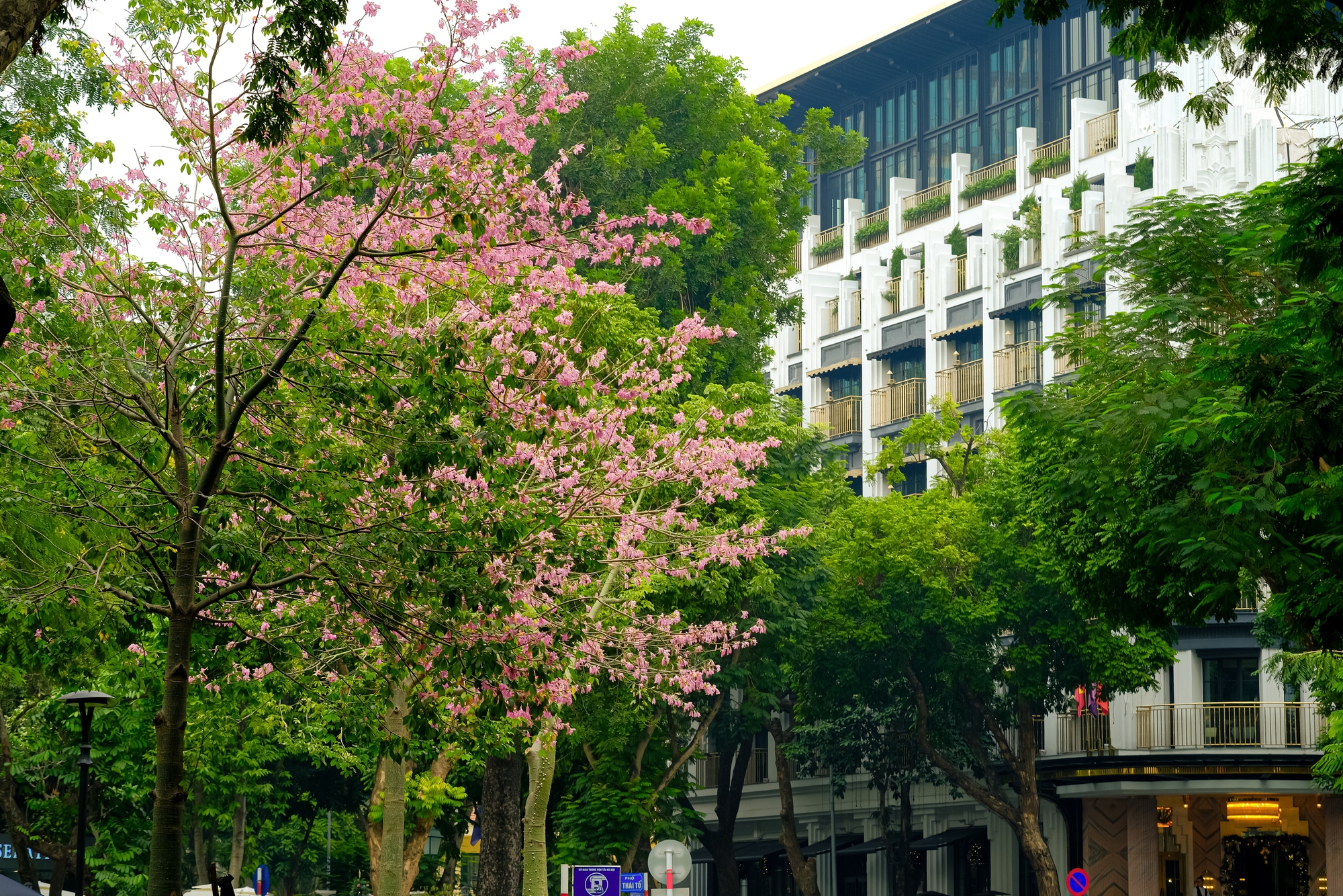 Loài hoa mỹ nhân khoe sắc giữa mùa đông Hà Nội, nhiều người giật mình vì lần đầu nghe tên- Ảnh 4.