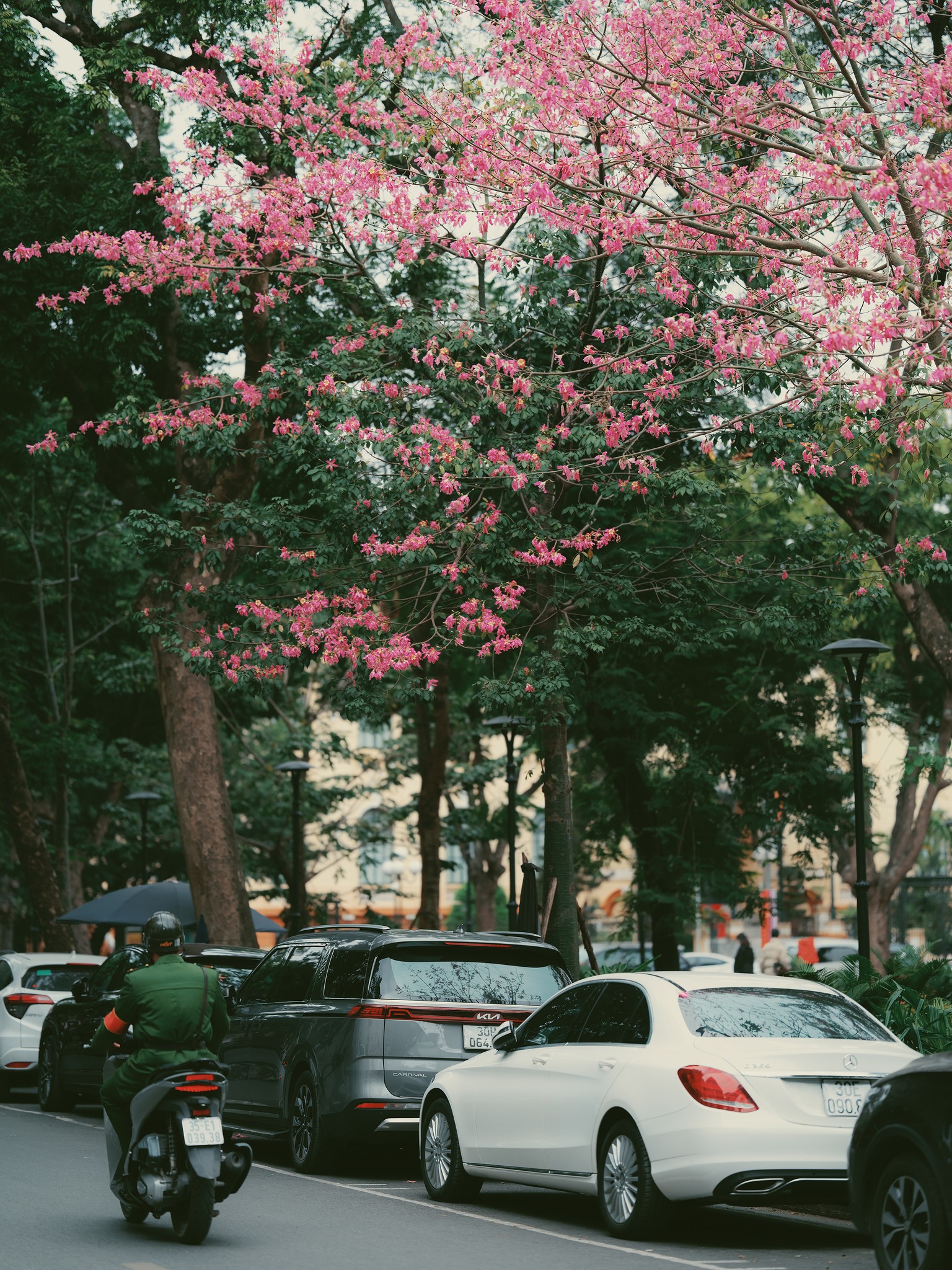 Loài hoa mỹ nhân khoe sắc giữa mùa đông Hà Nội, nhiều người giật mình vì lần đầu nghe tên- Ảnh 7.