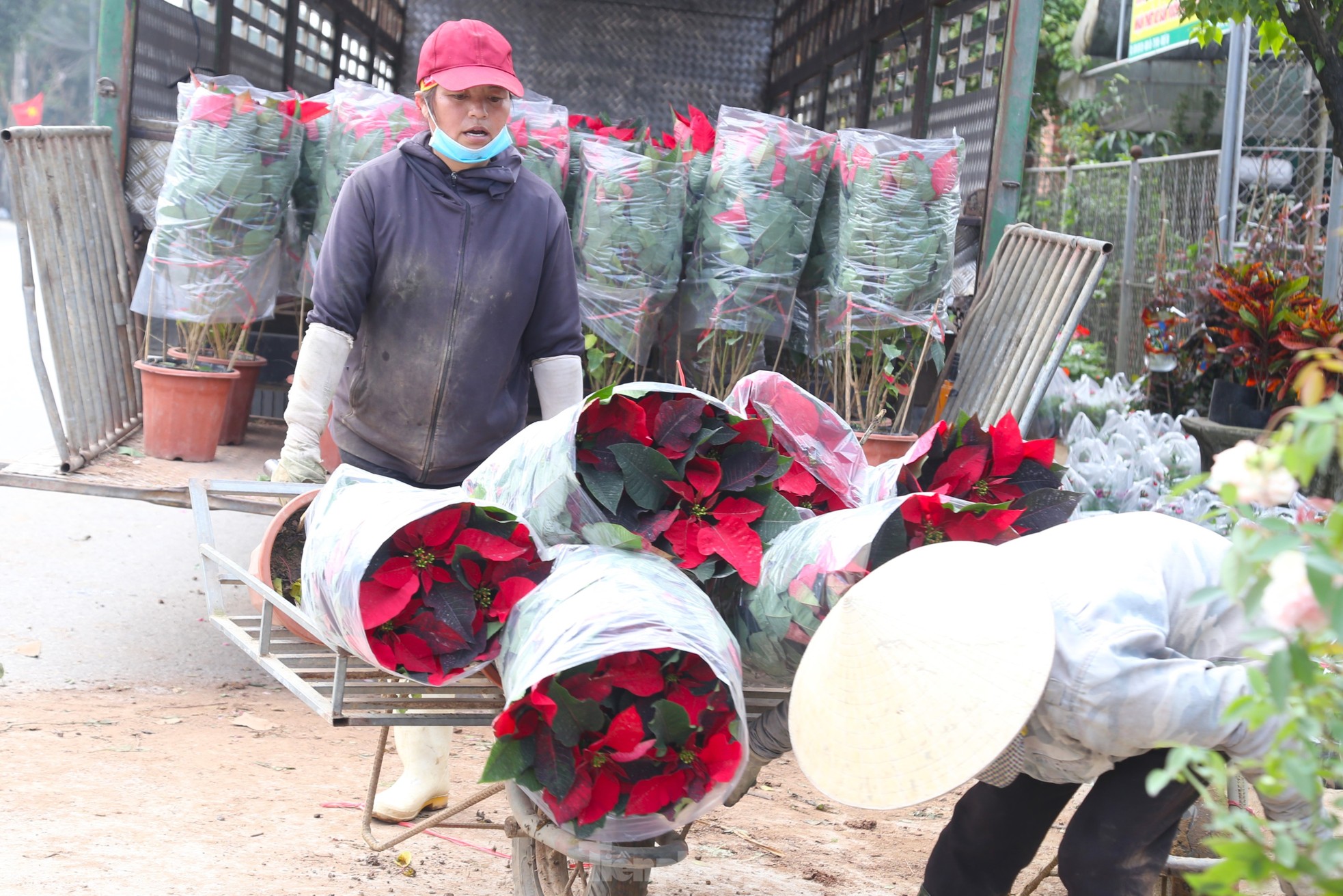 Mưu sinh ở làng hoa mong Tết ấm - Ảnh 10.