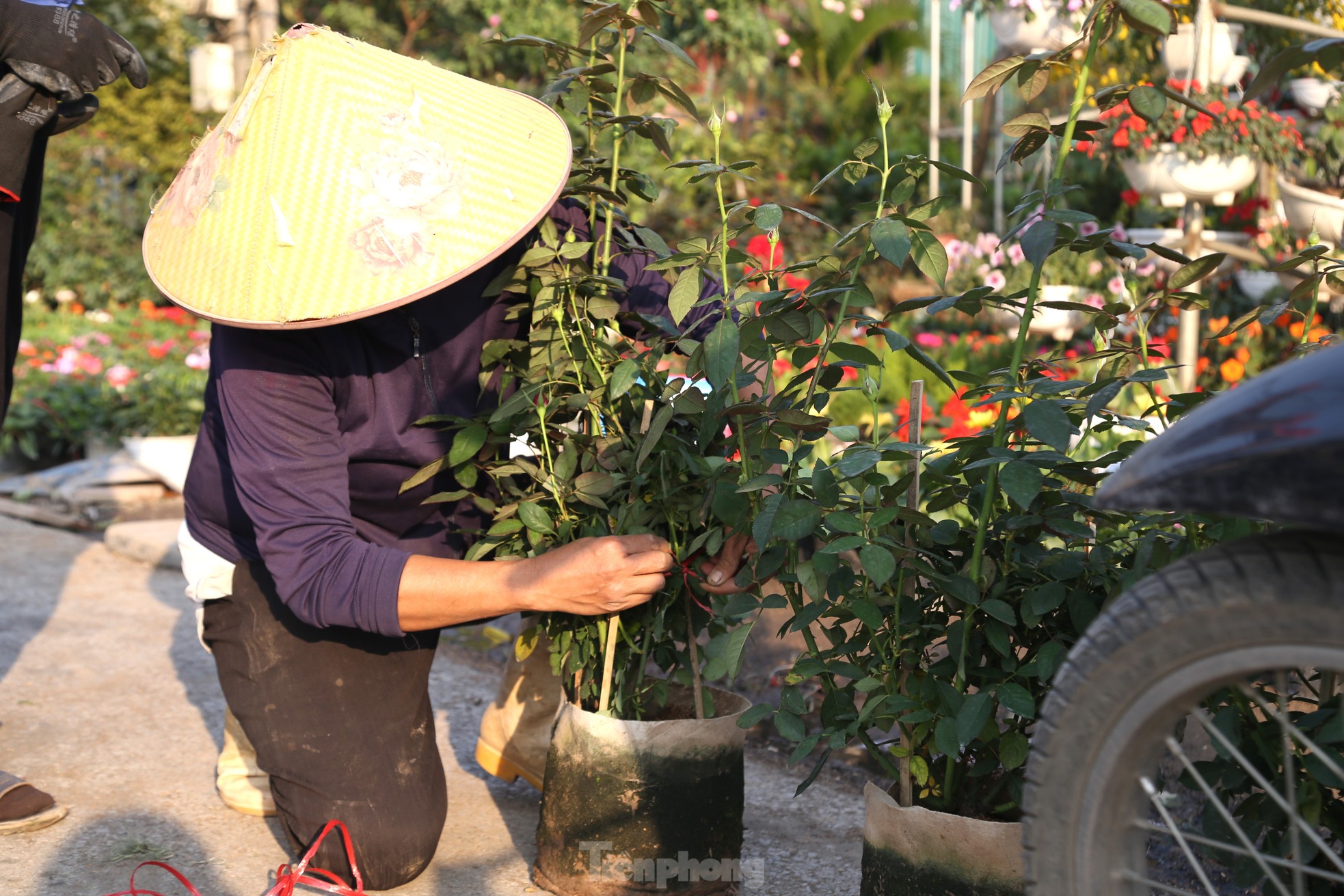 Mưu sinh ở làng hoa mong Tết ấm - Ảnh 6.