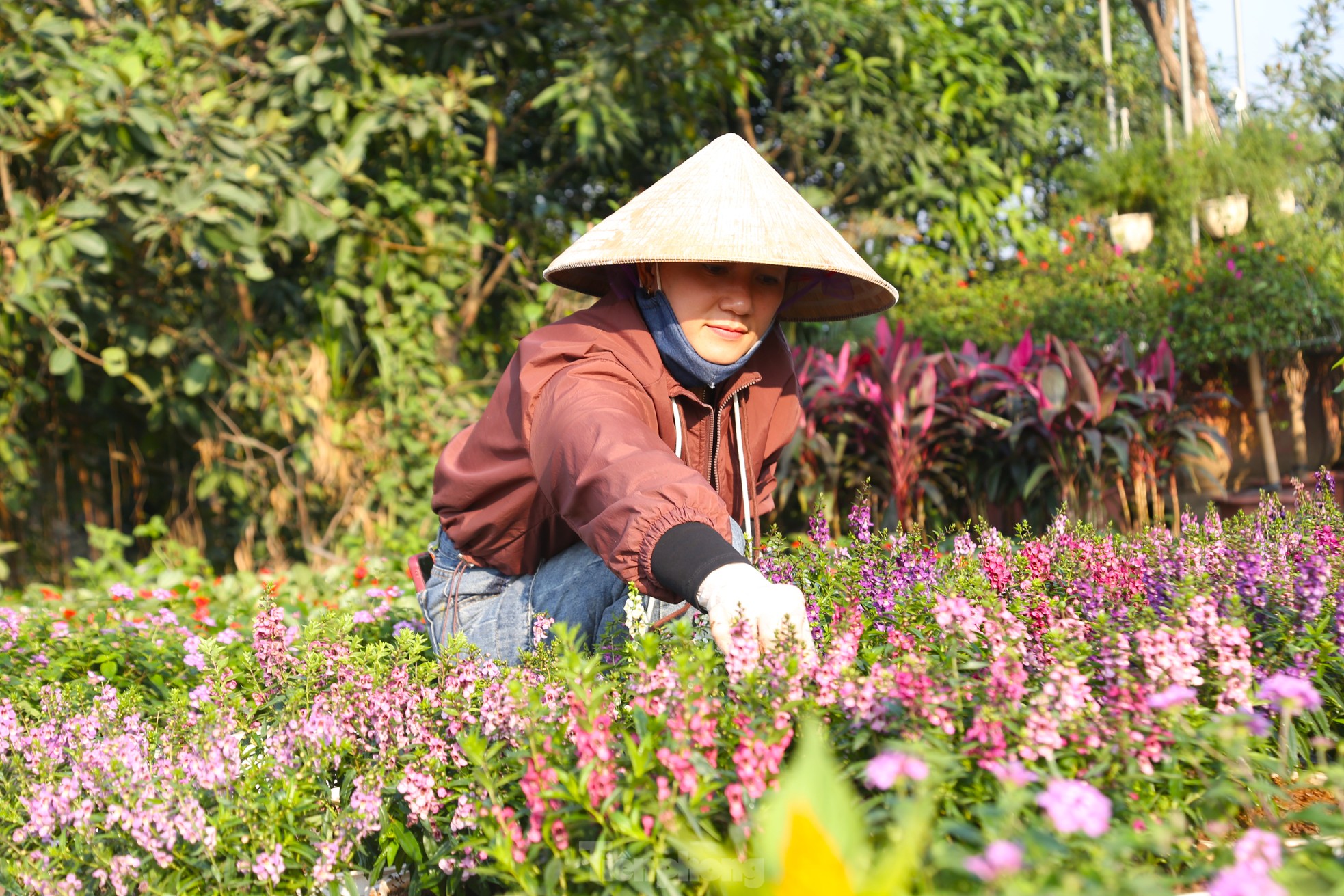 Mưu sinh ở làng hoa mong Tết ấm - Ảnh 8.