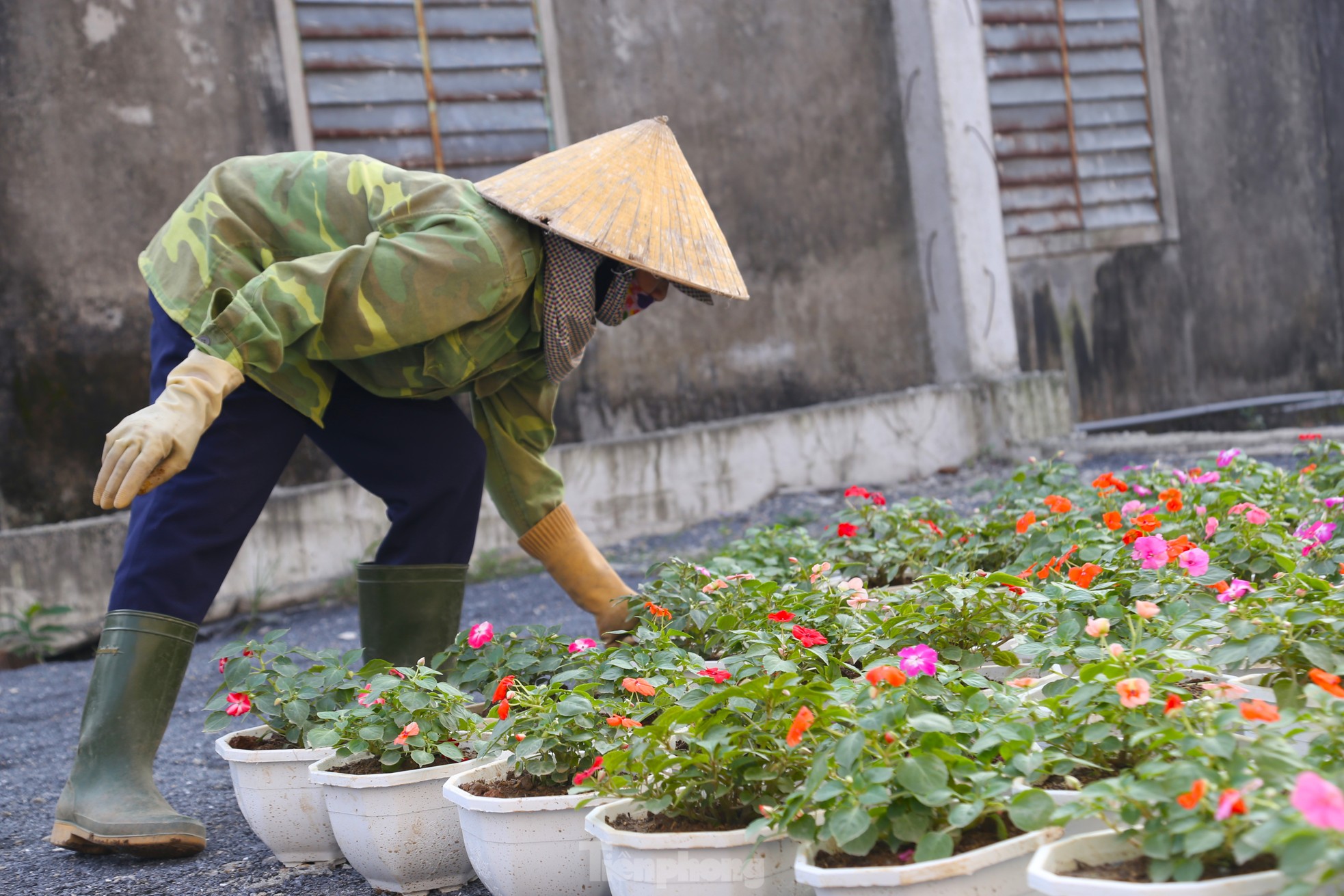 Mưu sinh ở làng hoa mong Tết ấm - Ảnh 5.