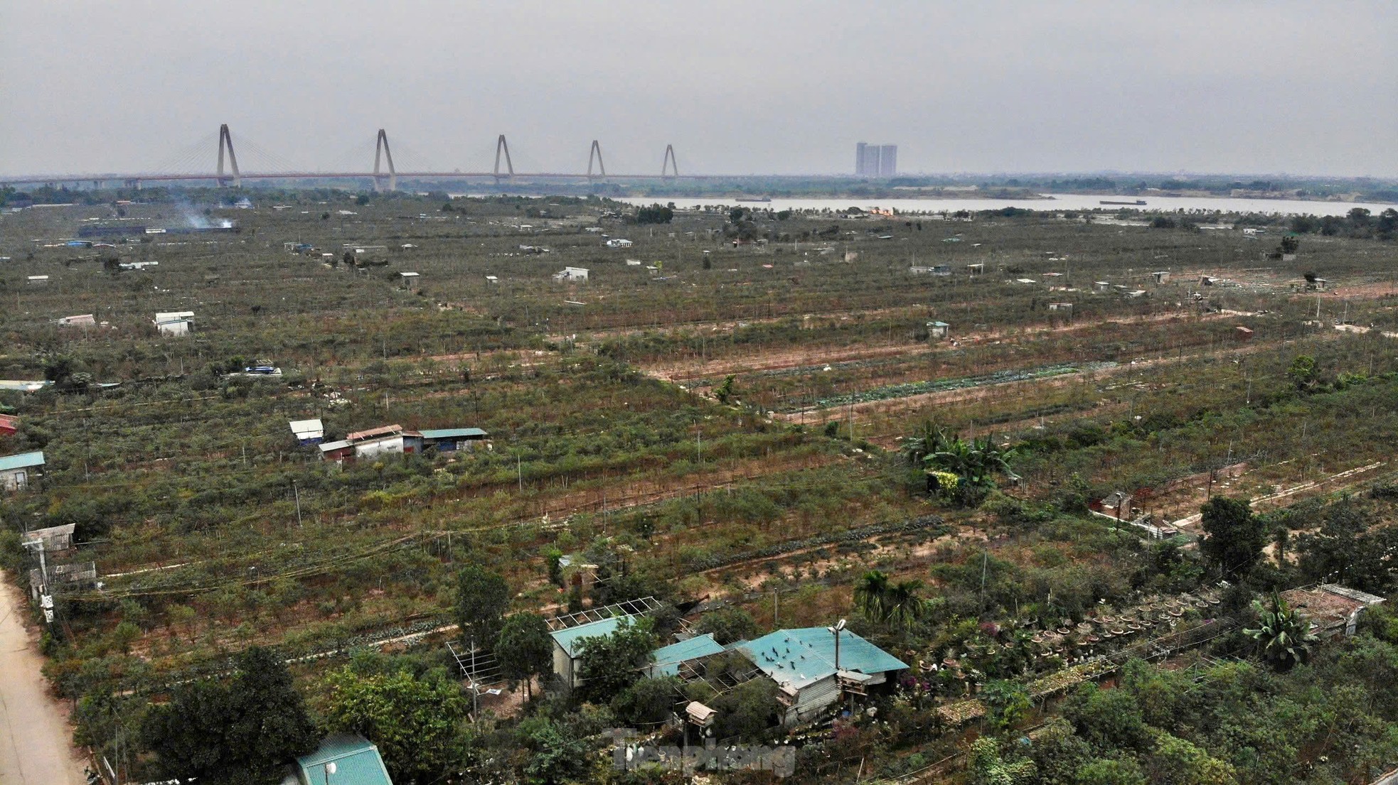 Chiêm ngưỡng 'vua của các loài đào' nằm phòng điều hoà chờ hoa nở đúng dịp Tết Nguyên đán - Ảnh 13.