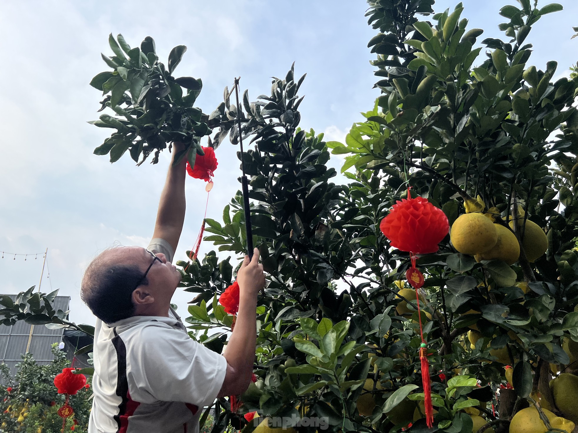 Loại quả từ Bắc vào được thắt nơ, vàng rực và thơm lừng cả con phố ở TPHCM - Ảnh 8.