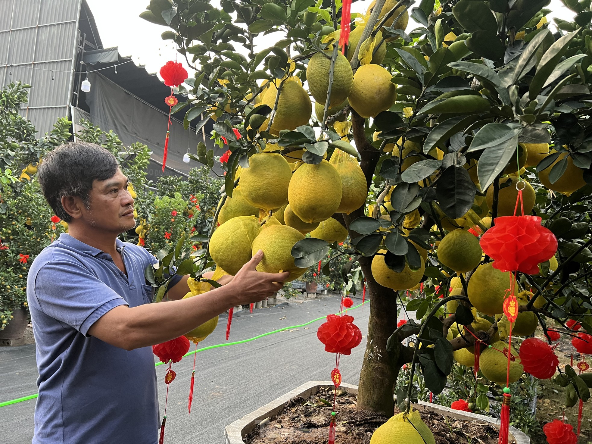 Loại quả từ Bắc vào được thắt nơ, vàng rực và thơm lừng cả con phố ở TPHCM - Ảnh 10.