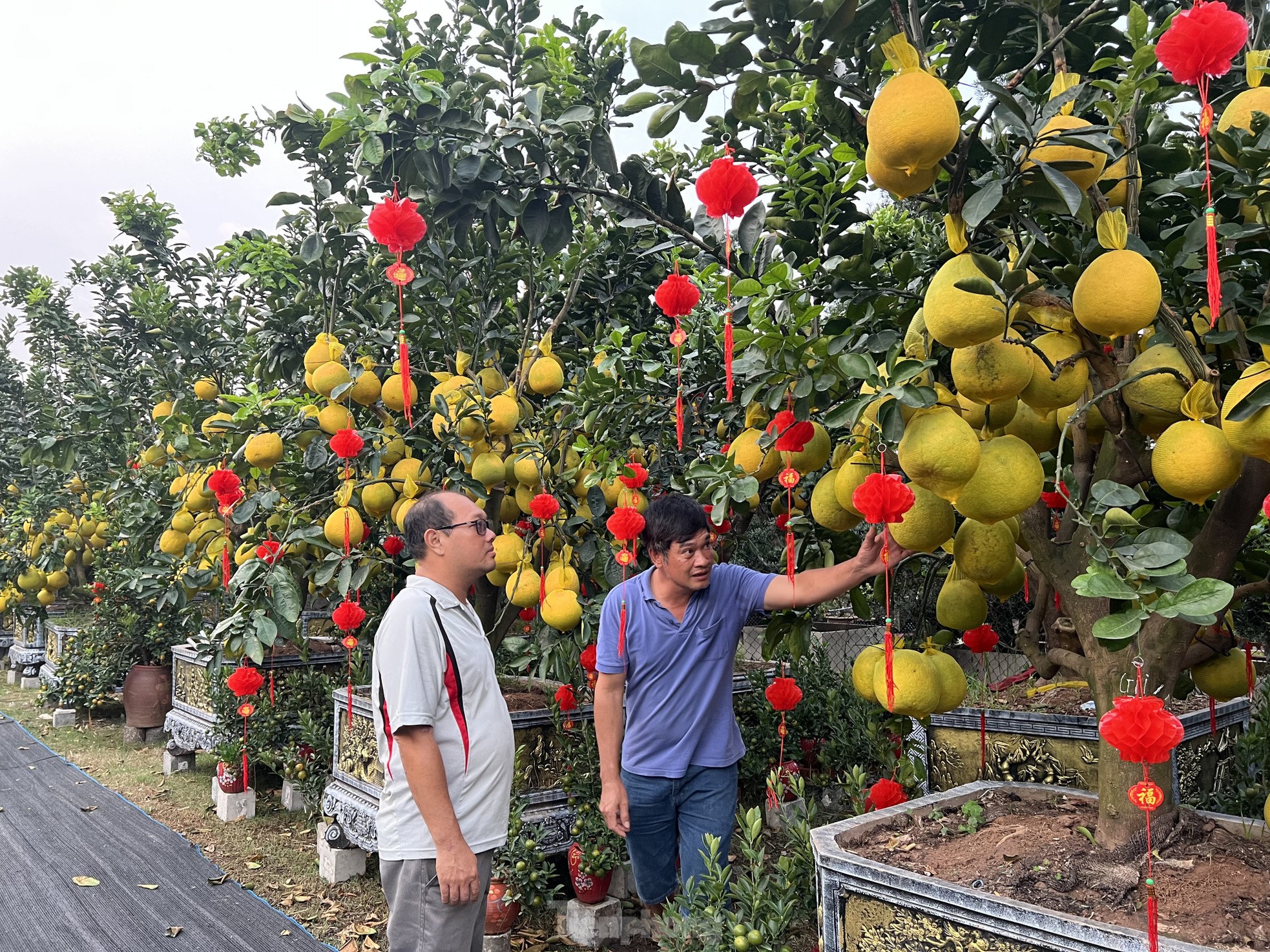 Loại quả từ Bắc vào được thắt nơ, vàng rực và thơm lừng cả con phố ở TPHCM - Ảnh 11.