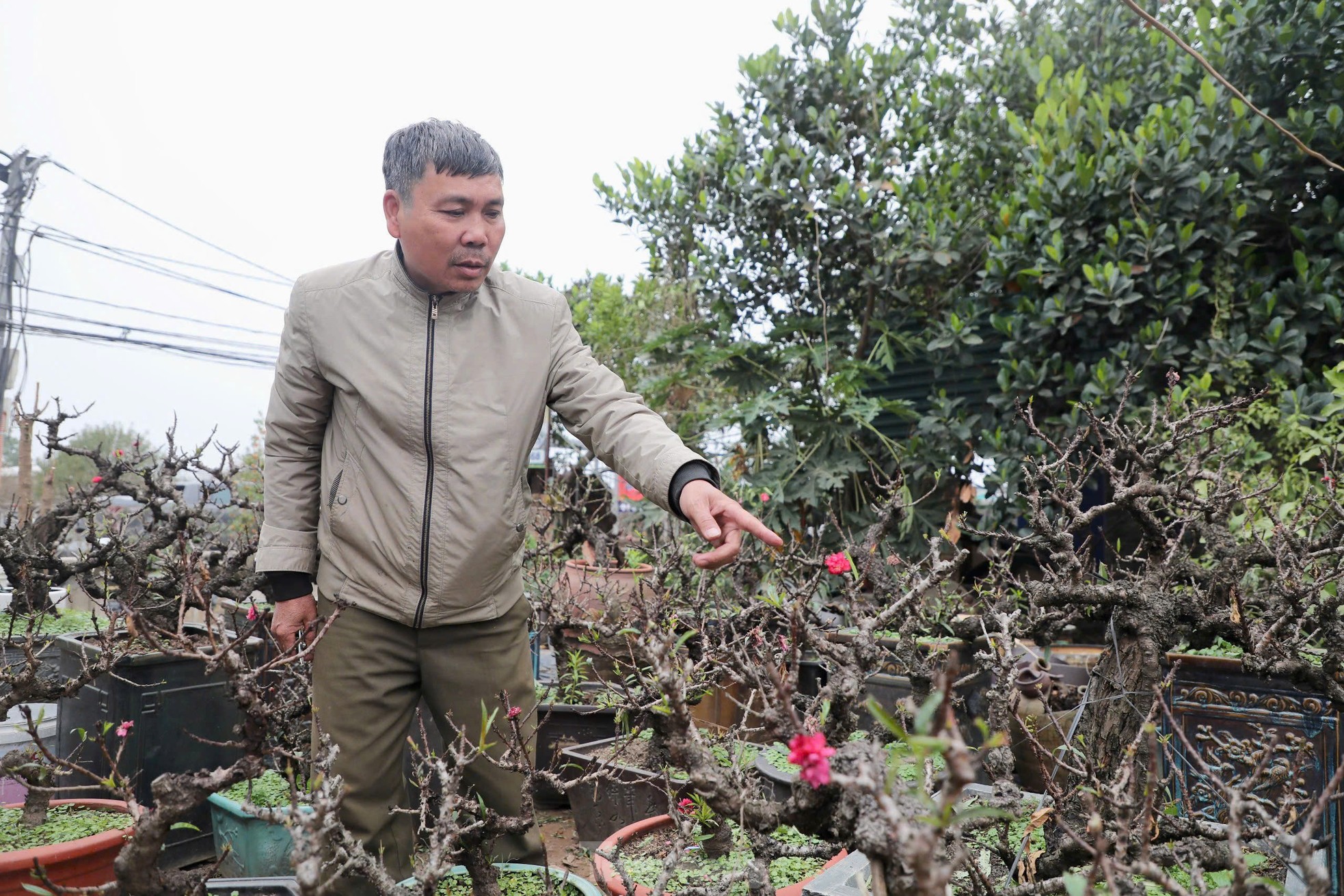 Chiêm ngưỡng 'vua của các loài đào' nằm phòng điều hoà chờ hoa nở đúng dịp Tết Nguyên đán - Ảnh 5.