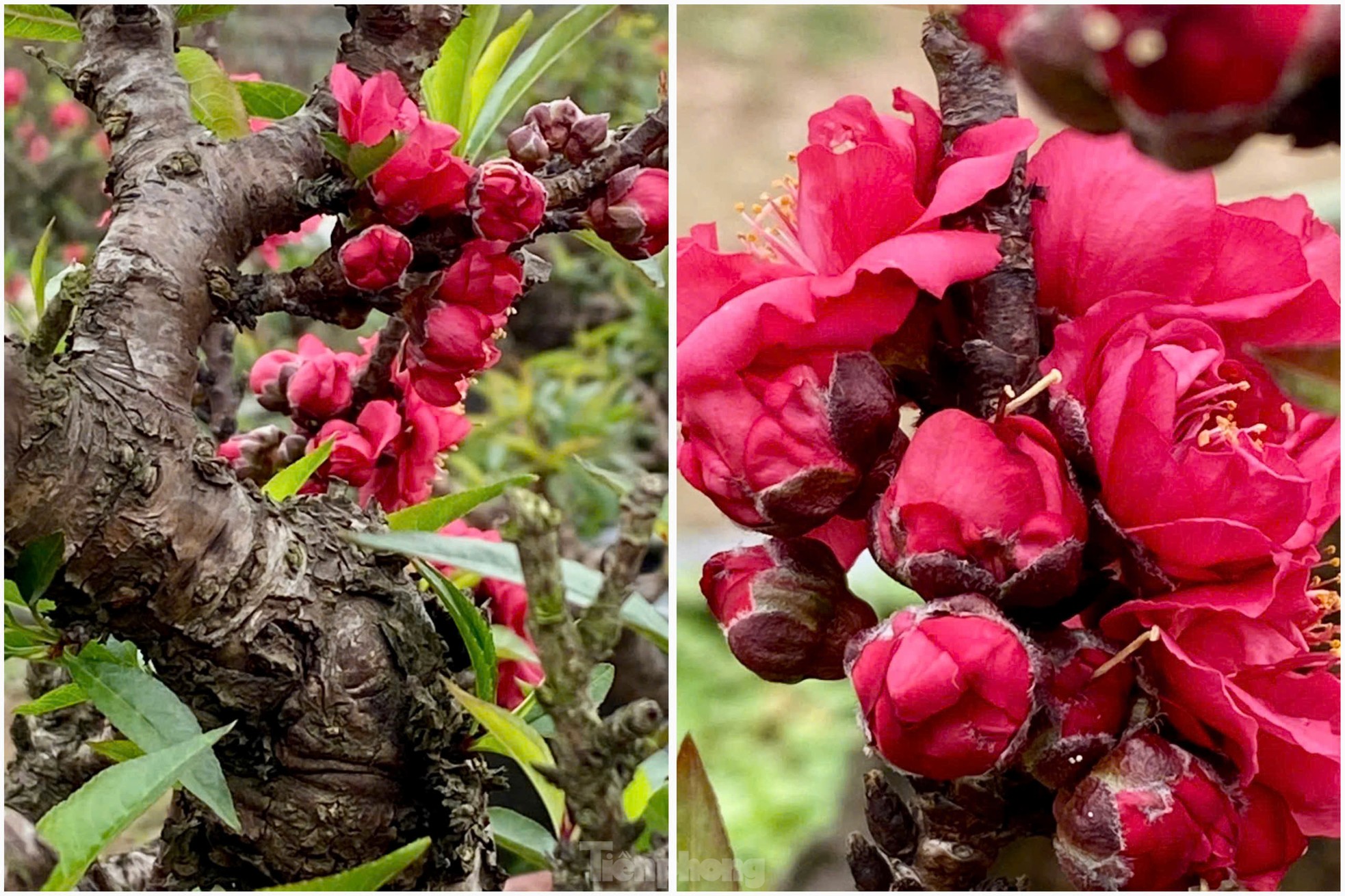 Chiêm ngưỡng 'vua của các loài đào' nằm phòng điều hoà chờ hoa nở đúng dịp Tết Nguyên đán - Ảnh 12.