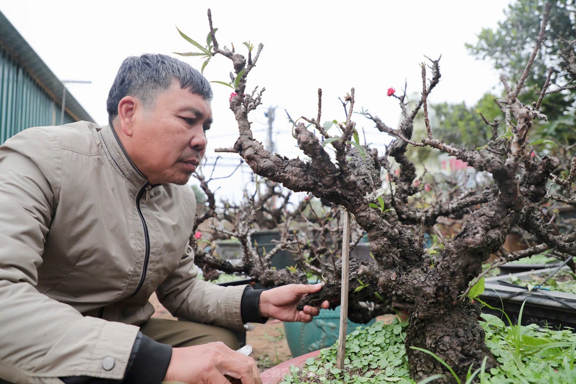 Chiêm ngưỡng 'vua của các loài đào' nằm phòng điều hoà chờ hoa nở đúng dịp Tết Nguyên đán - Ảnh 6.