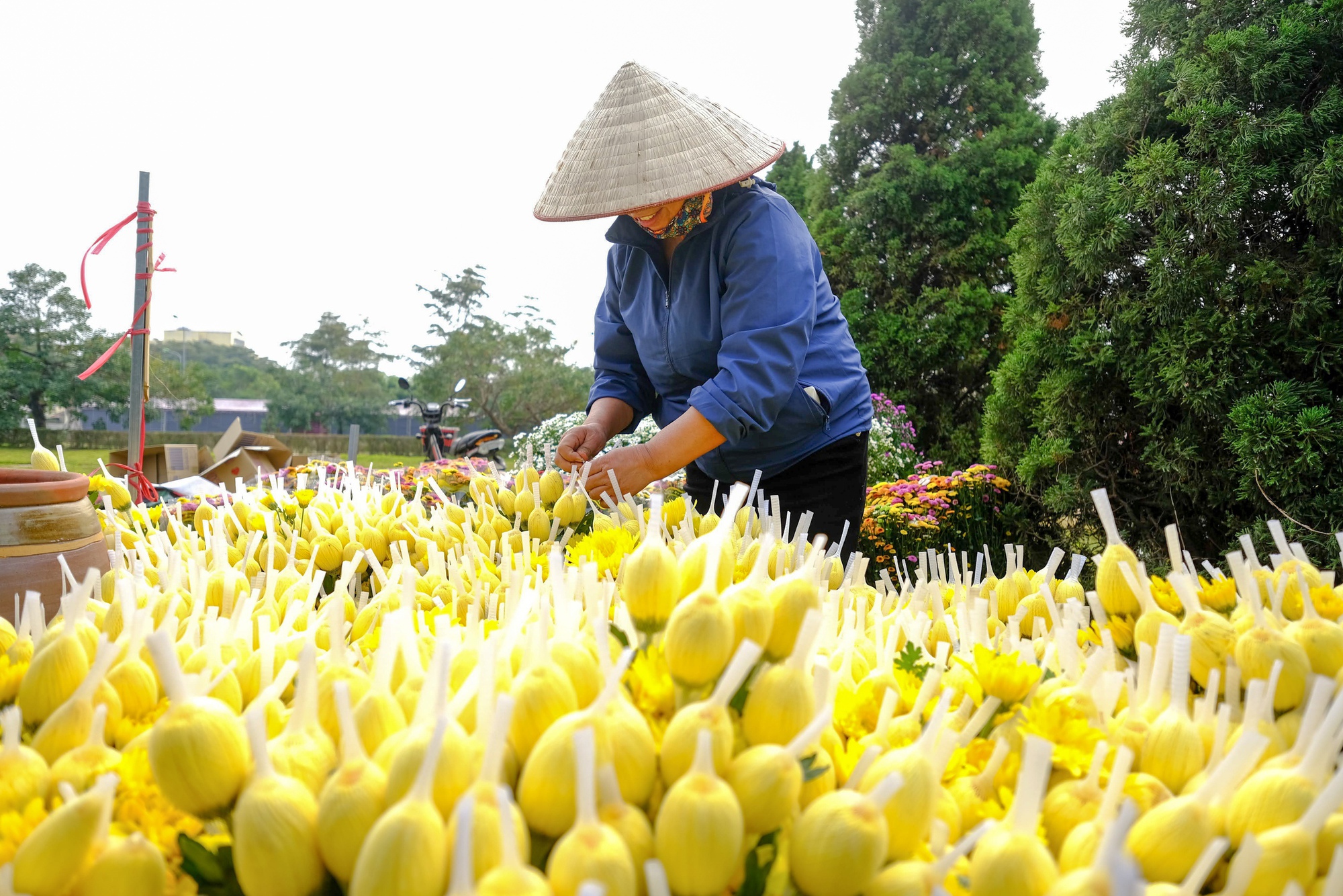 Mê Linh sẵn sàng cho lễ hội hoa lớn nhất miền Bắc - Ảnh 16.